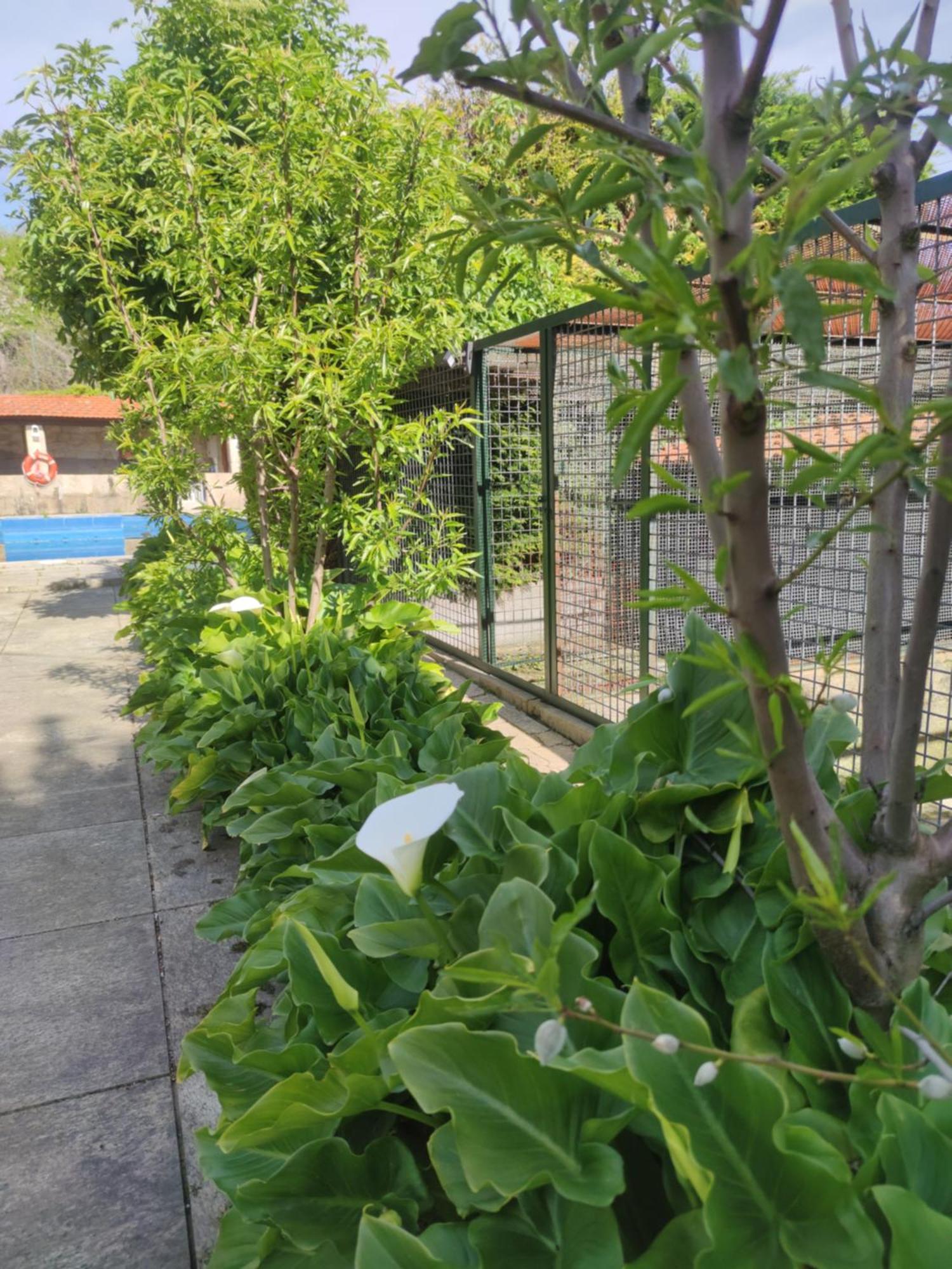 Real Santo Antonio Guest House Tarouca Bagian luar foto