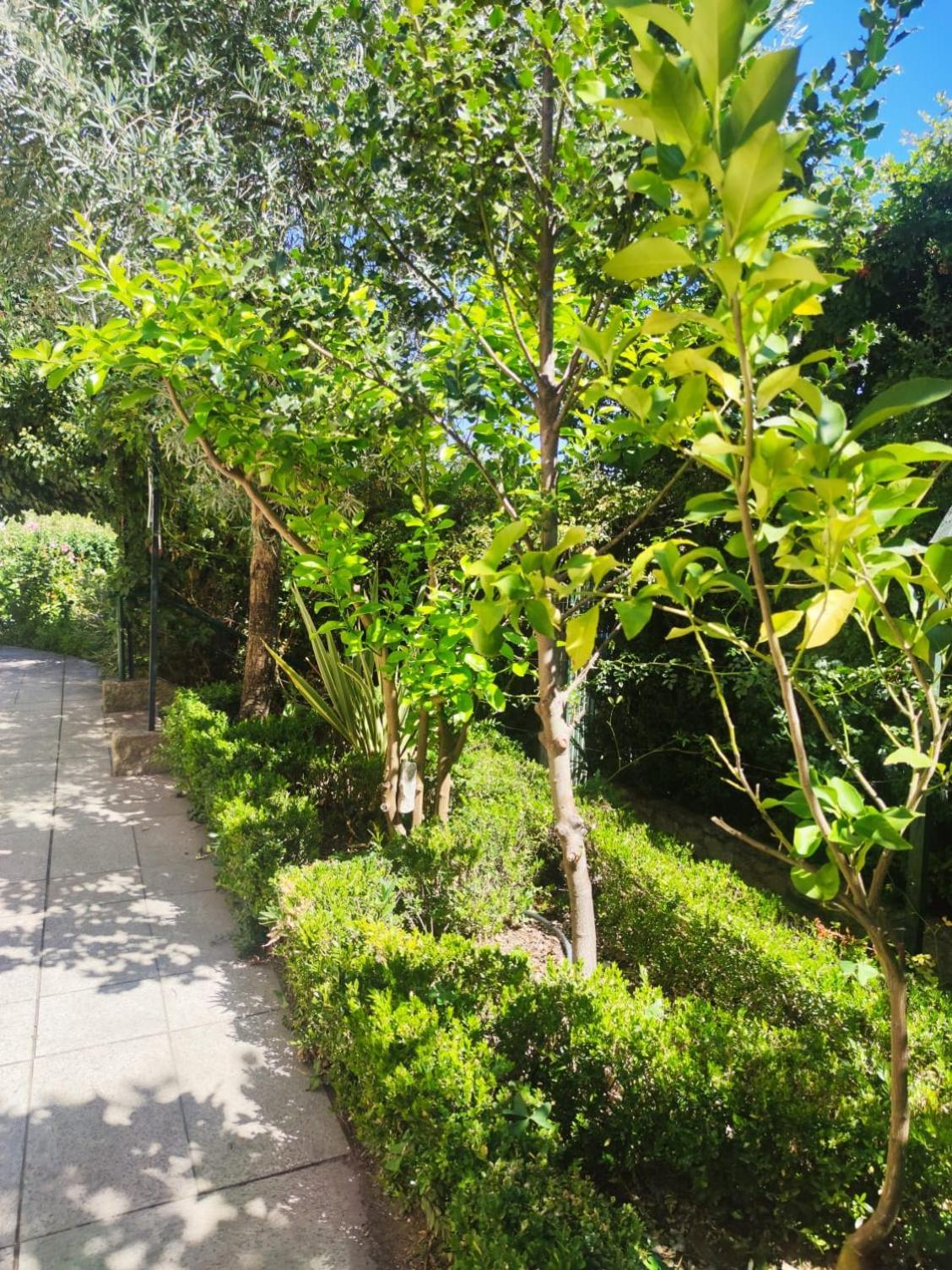 Real Santo Antonio Guest House Tarouca Bagian luar foto